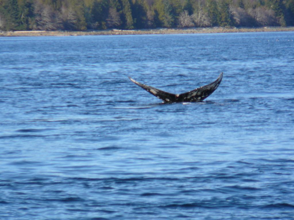 203 At Water'S Edge Leilighet Ucluelet Rom bilde