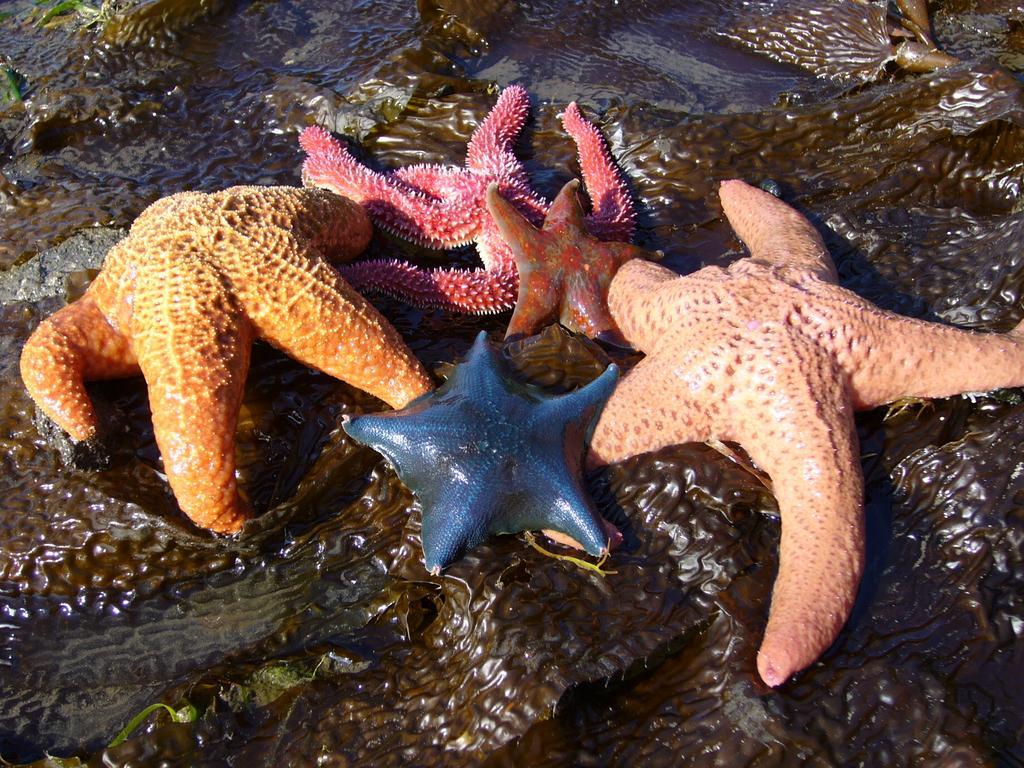 203 At Water'S Edge Leilighet Ucluelet Rom bilde